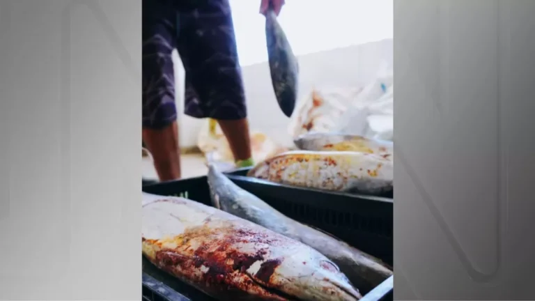 Peixe distribuído por prefeitura causa intoxicação alimentar em moradores