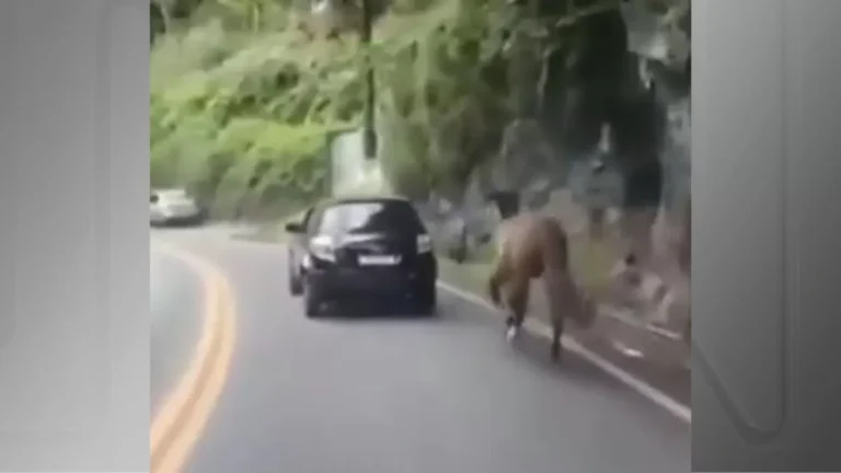 Vídeo: homem é flagrado arrastando cavalo preso a carro no RJ