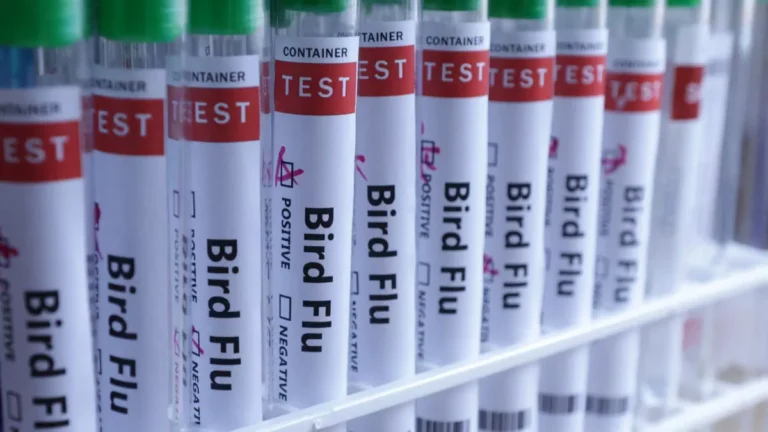 Agricultura confirma novo caso de gripe aviária e mais seis suspeitos