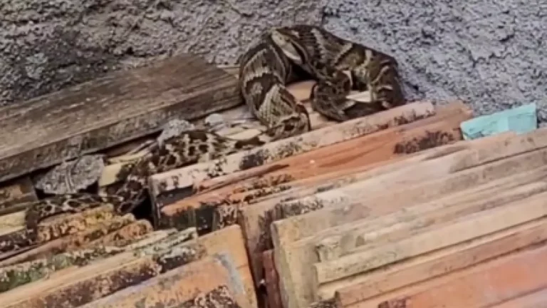 Jararaca é resgatada no quintal de casa em Santa Catarina