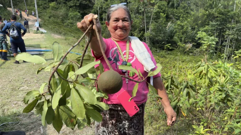 Projeto refloresta áreas degradadas na Amazônia