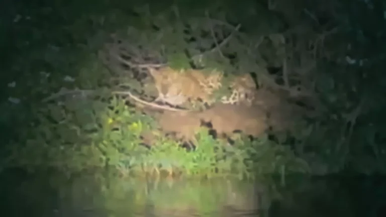 MS: Turistas filmam onça-pintada na mesma região onde caseiro foi devorado