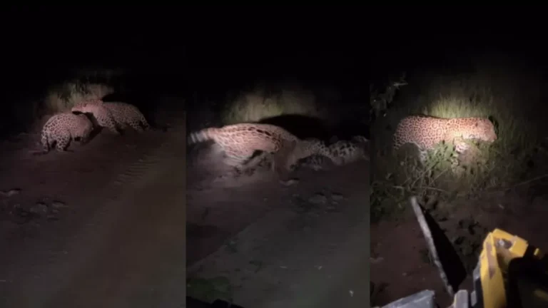 PM é demitido por abandonar serviço para ficar em camarote de Carnaval