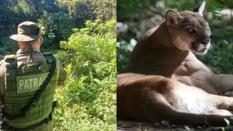 Polícia ambiental procura onça que atacou idoso no RS