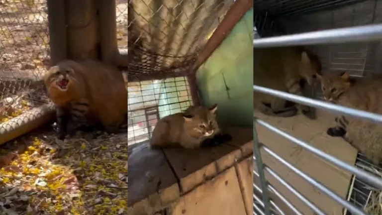 Servidor do Ibama é investigado por transporte irregular de animais