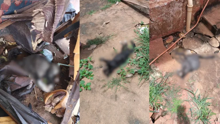 Mulher que envenenou 26 gatos é condenada por mortes no interior de SP