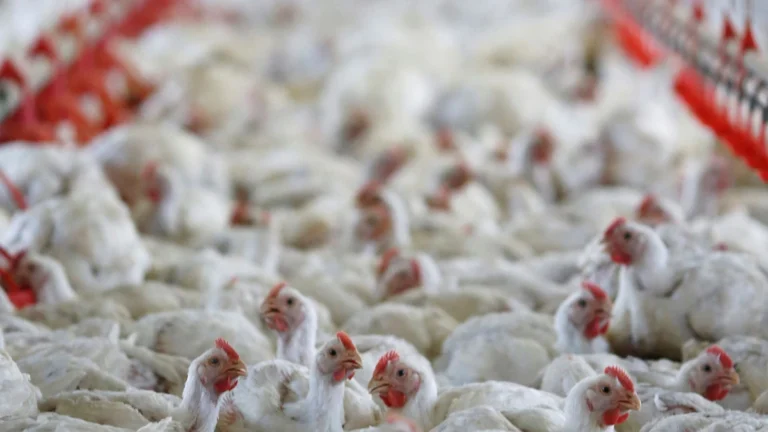 Japão suspende temporariamente importações de produtos avícolas de GO e MT