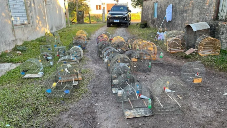 PF apreende 71 aves em ação contra caça ilegal e tráfico de animais no RS