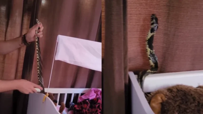 Família se assusta ao encontrar cobra em berço de bebê