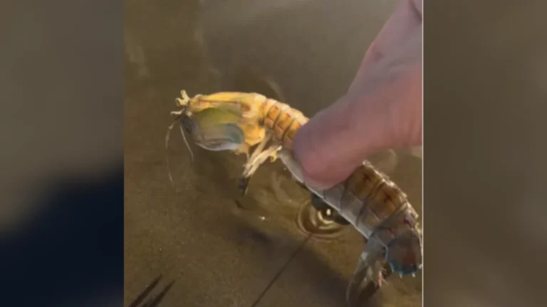 Vídeo mostra “lagosta-boxeadora” lutando contra turista: “Me deu um boxe”