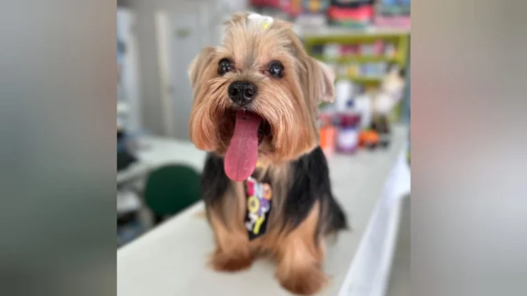 Influenciadora denuncia hospital veterinário por negligência após cão morrer esperando quase uma semana por cirurgia em Santarém