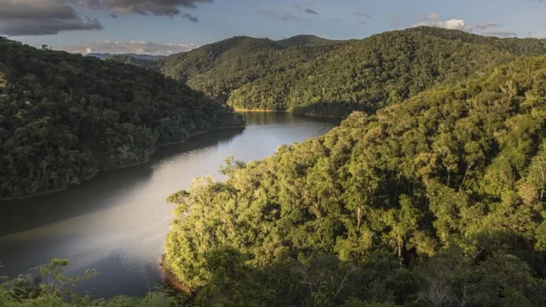 Brasil perde vegetação natural equivalente ao tamanho da Bolívia em 40 anos