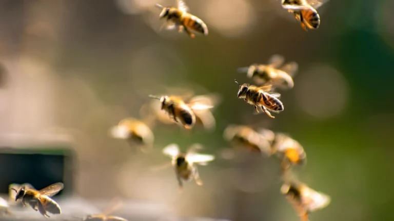 Grupo de Legendários é atacado por abelhas durante evento em Goiás