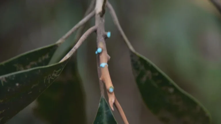 CNN na COP30: Plantas que absorvem metais são usadas para recuperar solo