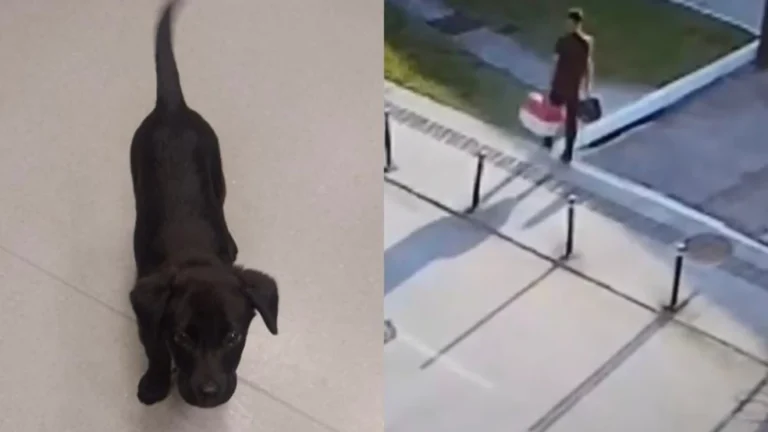 Preso por abandonar cão no aeroporto de Florianópolis é solto após audiência de custódia