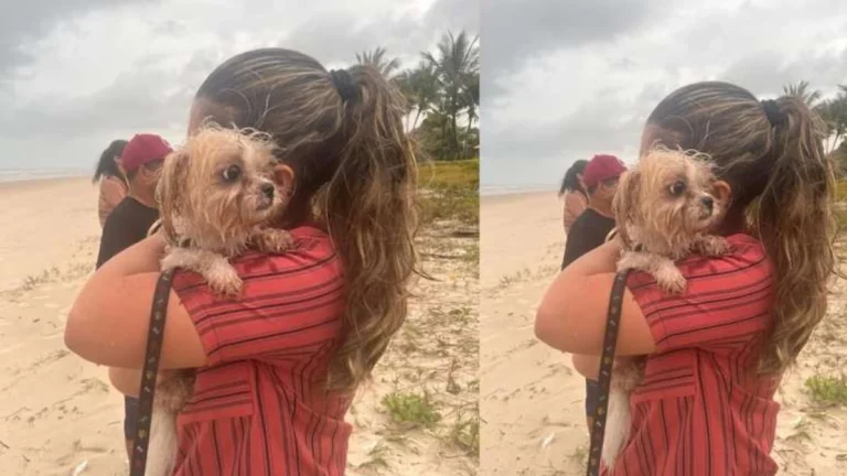 Cachorro foi encontrado vivo ao lado de corpos de mulheres mortas a facadas em Ilhéus