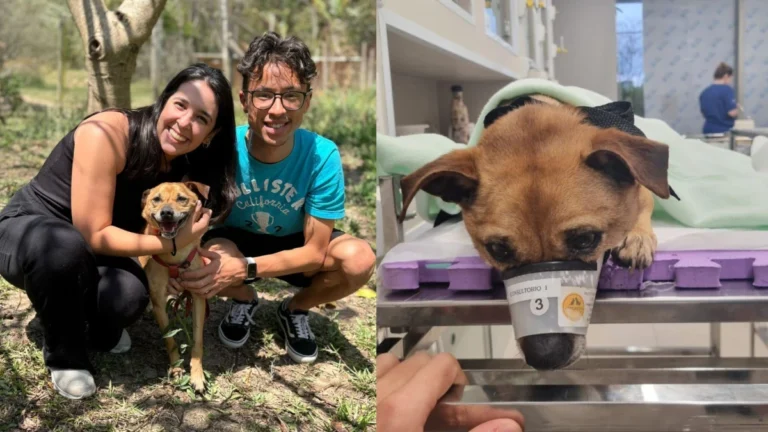Cachorro resgatado em enchentes do RS é atropelado um dia após adoção em SP