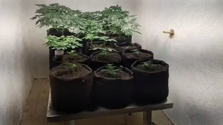 Homem é preso em laboratório de cultivo de maconha em Maceió