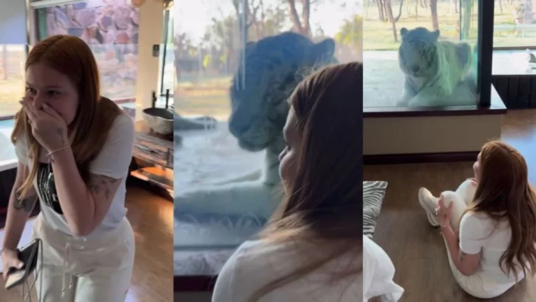 Viih Tube se emociona ao ver tigre de perto em viagem pela África