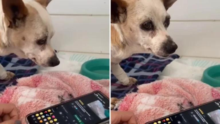 Cachorrinho viraliza ao se emocionar com voz do dono durante internação; veja
