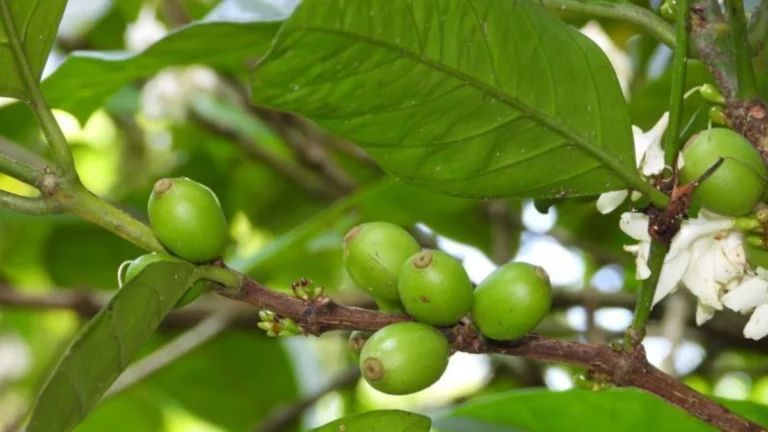 Folhas de café viram base para tecnologia sustentável e antibacteriana