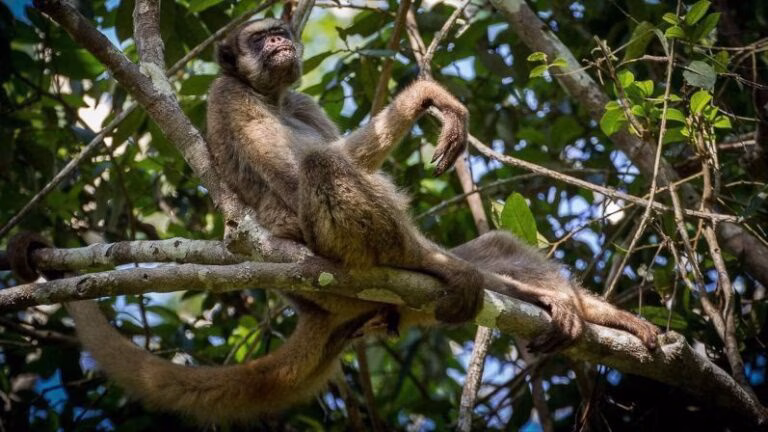 Maior primata das Américas pode perder metade do habitat até 2090