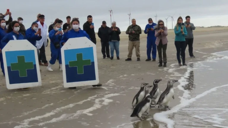 Pinguins e lobos-marinhos voltam ao mar após reabilitação no RS; veja vídeo