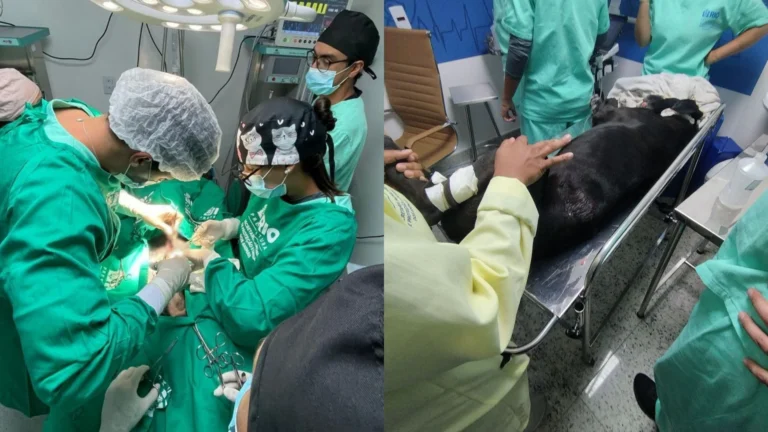 “Foi um terror muito grande”: cão baleado durante operação no RJ tem alta