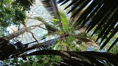 Conheça a artista que usa pigmentos de plantas para produzir roupas