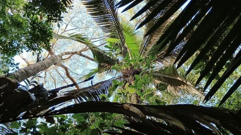 Conheça a artista que usa pigmentos de plantas para produzir roupas