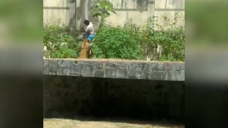 Prefeitura investiga morte de homem que invadiu jaula de leoa em zoológico