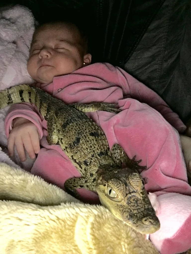 Com macaco, cobras e até jacaré, menina do interior de SP tem mais de 100 animais em casa: Amo eles, não tenho medo