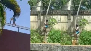 Entenda o caso: homem morreu após entrar em jaula de leoa na PB