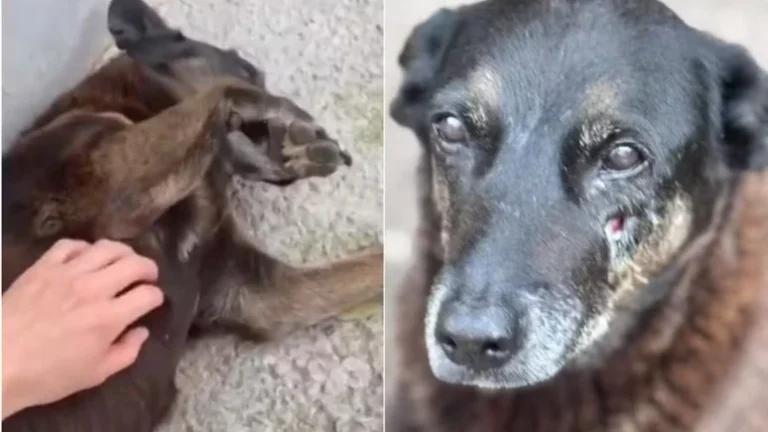 Quem divulgou fotos de jovens ligados à morte do cão Orelha pode ser responsabilizado, diz Polícia