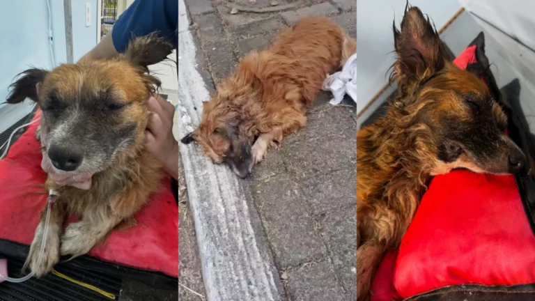 Cachorro é resgatado após ser enterrado vivo no RS