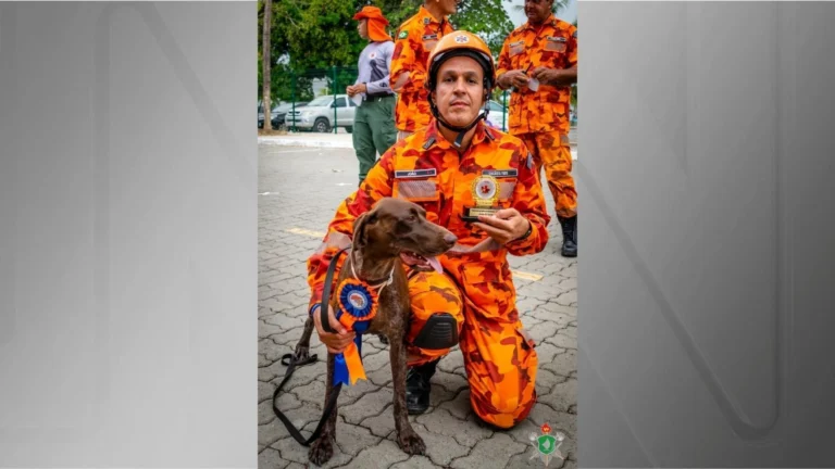 Cadela Lara morre durante buscas por crianças desaparecidas no MA