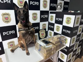Cadela descobre 22 kg de drogas em ônibus e é aplaudida por passageiros