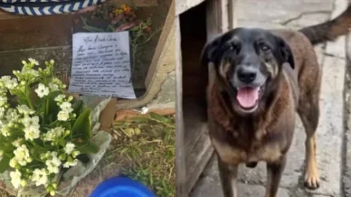 Cão Orelha: carta comovente é encontrada em casinha e emociona a web