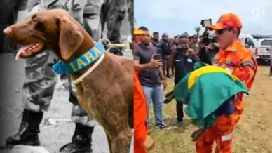 Cadela farejadora do Ceará morre antes de iniciar buscas por crianças desaparecidas em Bacabal