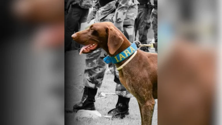 Conheça a história de Iara, cadela que morreu durante buscas por crianças