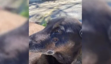 Mais depoimentos e perícia em corpo: Justiça de SC acata 35 pedidos nas investigações da morte do cão Orelha; veja quais