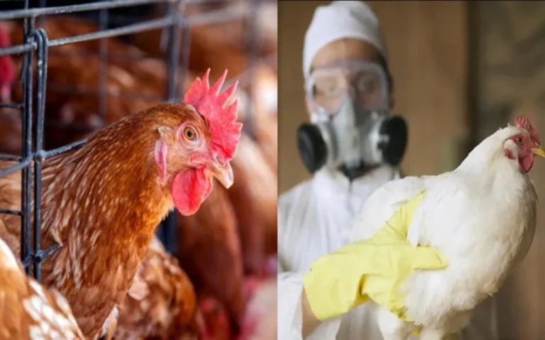 Novo surto de gripe aviária atinge aves comerciais na Argentina e liga sinal vermelho