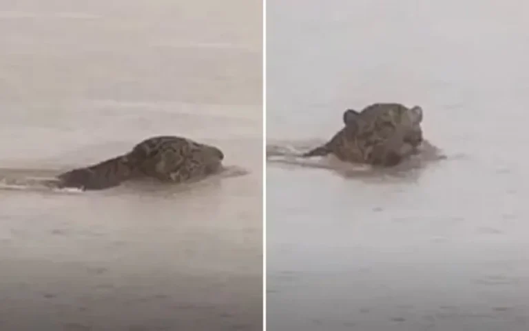 “Aí, é bruta”, diz pescador ao flagrar onça-pintada cruzando rio em GO. Veja vídeo