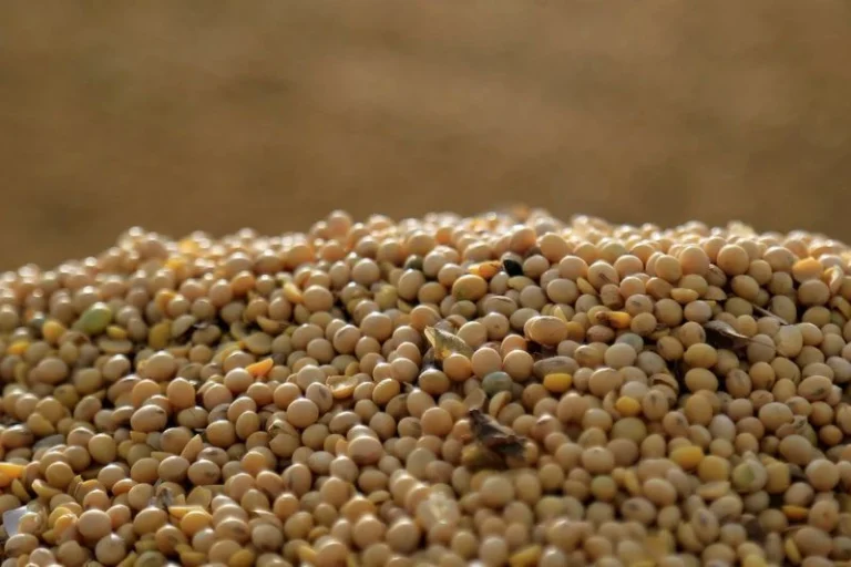 Soja sobe em Chicago após Trump citar possível aumento das compras chinesas