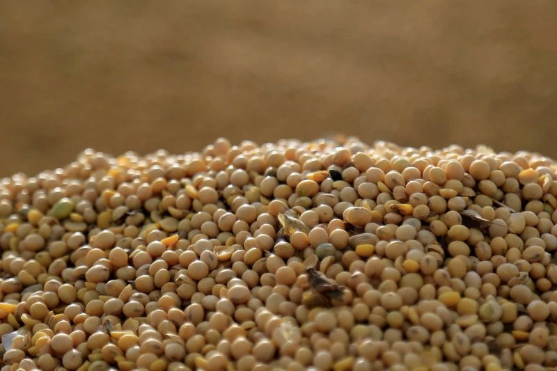 Soja sobe em Chicago após Trump citar possível aumento das compras chinesas