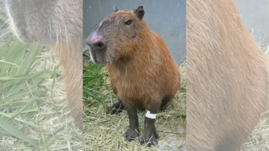 Capivara agredida no Rio pode perder visão de um olho, dizem veterinários