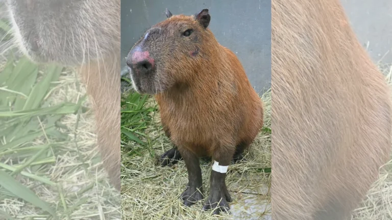 Capivara agredida no Rio pode perder visão de um olho, dizem veterinários