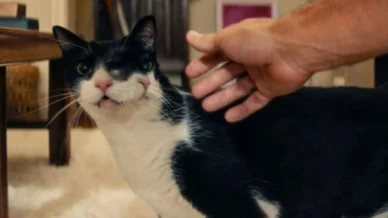 Gatos com dois rostos, como em 