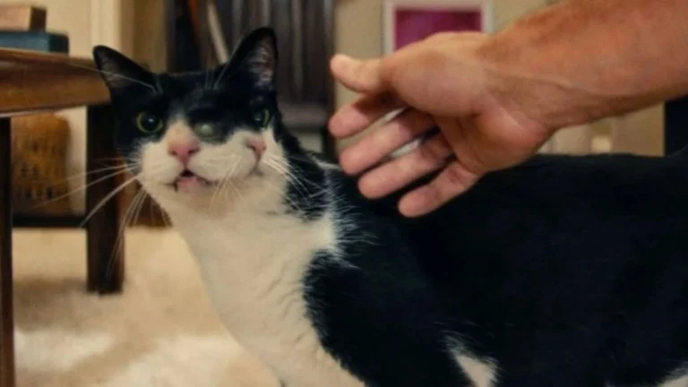 Gatos com dois rostos, como em “O Agente Secreto”, existem na vida real