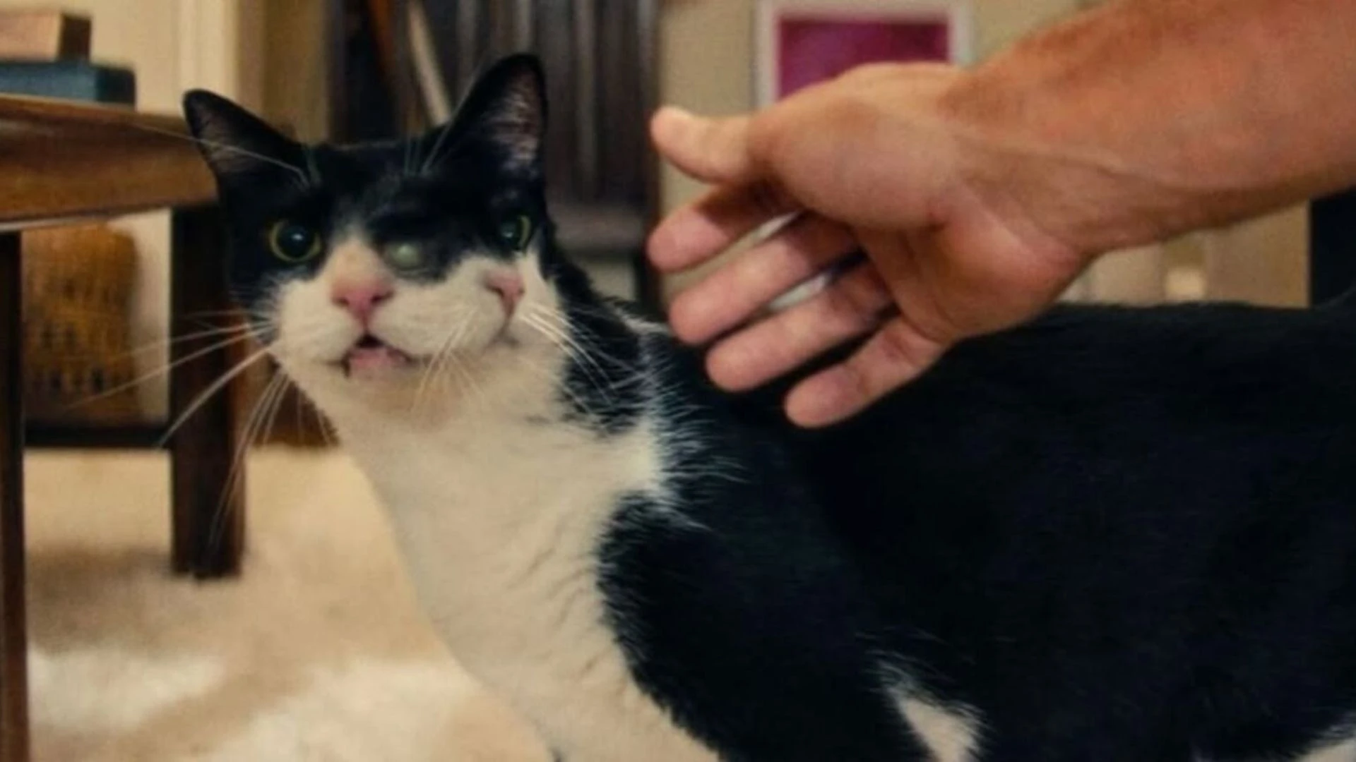 Gatos com dois rostos, como em 